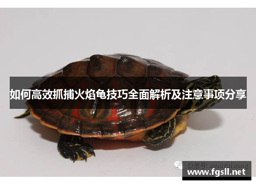 如何高效抓捕火焰龟技巧全面解析及注意事项分享